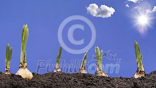 Flowers growing in the flowerbed under a blue sky