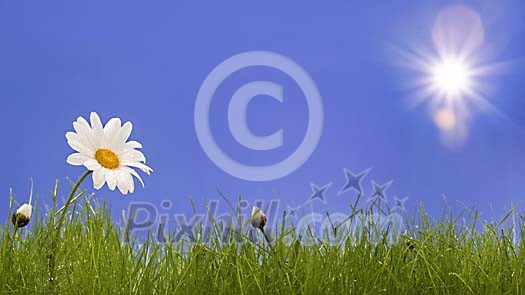 Daisy growing in the grass