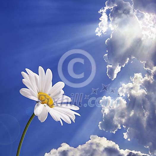 Single daisy under the blue sky