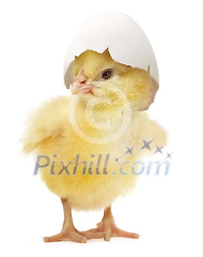 Chick with a eggshell hat Chick with a eggshell hat