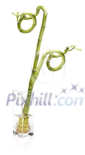 Isolated lucky bamboo in a vase