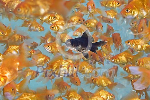 Black fish swimming among goldfish Black fish swimming among goldfish