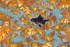 Black fish swimming among goldfish