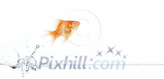 Goldfish jumping out of the water