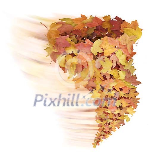 Rushing twister made of maple leaves Rushing twister made of maple leaves