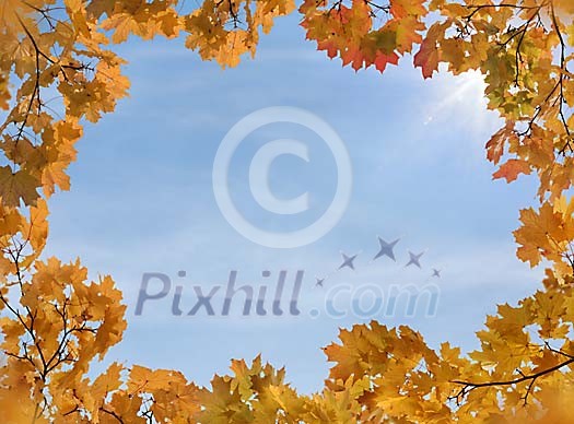 Autumnly maple leafs frame against blue sky Autumnly maple leafs frame against blue sky