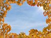 Autumnly maple leafs frame against blue sky
