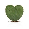 Heart shaped cactus in white space