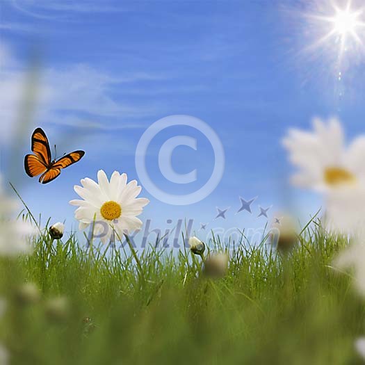 Shallow grass, daisies and butterfly spring conceptual