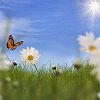 Shallow grass, daisies and butterfly spring conceptual