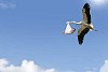 Flying stork carrying a newborn baby to his new parents