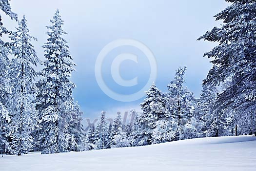 Trees covered in snow