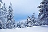 Trees covered in snow