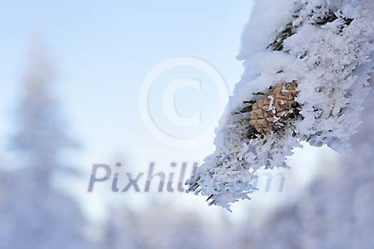 Closeup of a snowy fir cone