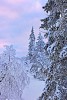 Firs covered by snow