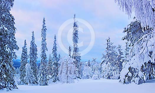 Forest covered in snow