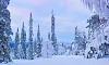 Forest covered in snow