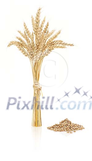 Wheat with seeds on white Wheat with seeds on white