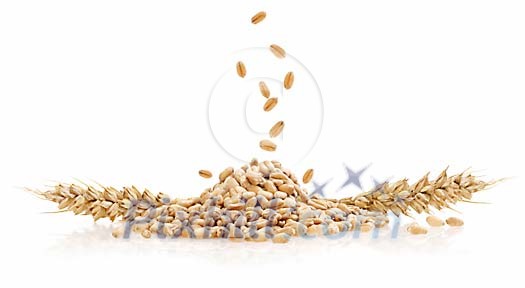 Falling wheat seeds on white