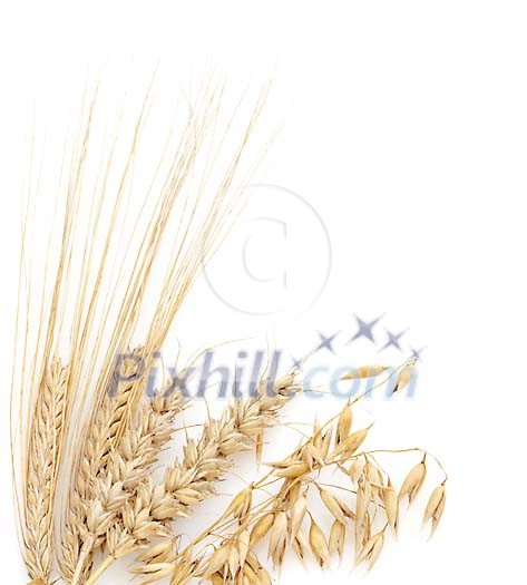 Wheat and oat on white