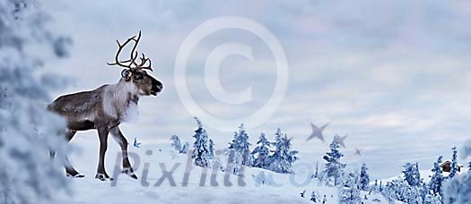 Reindeer on a snowy hill