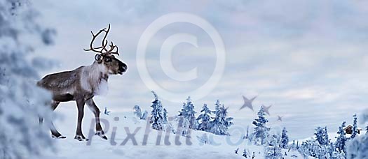 Reindeer on a snowy hill Reindeer on a snowy hill