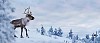 Reindeer on a snowy hill