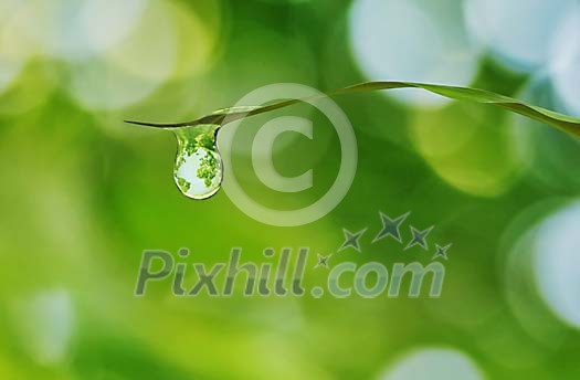 Waterdrop at the end of the leaf Waterdrop at the end of the leaf