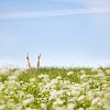 Legs in the grass