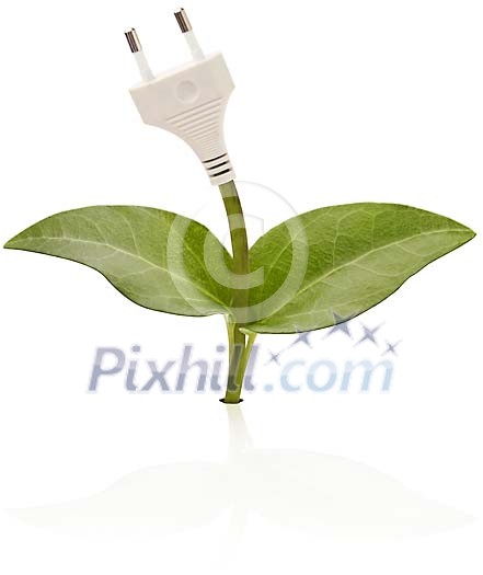 Plug coming out of plant Plug coming out of plant