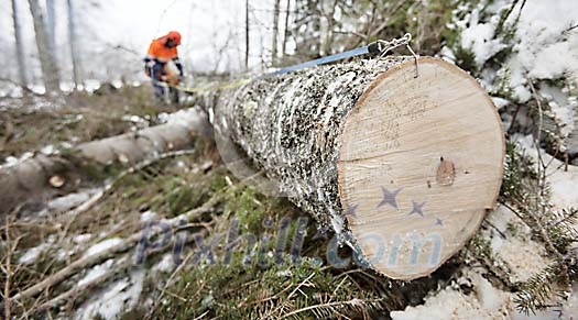 Man measuring log Man measuring log