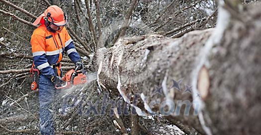 Man cleaning log of branches Man cleaning log of branches
