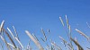 Close-up of hays against blue sky