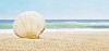 Holiday background with beach and shell