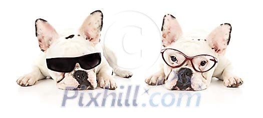 French bulldogs with glasses