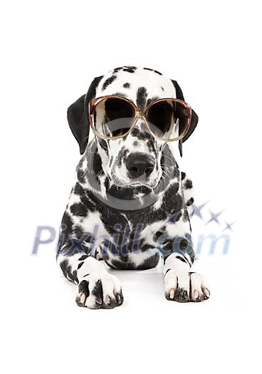 Dalmatian with sunglasses
