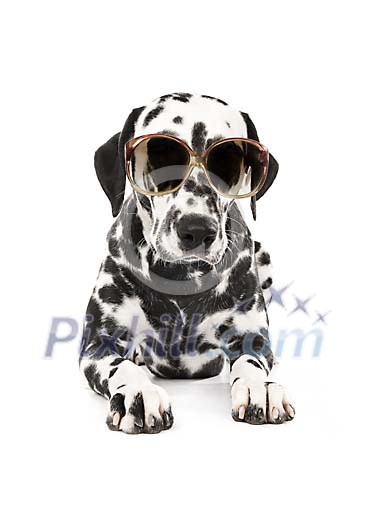 Dalmatian with sunglasses Dalmatian with sunglasses