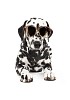 Dalmatian with sunglasses