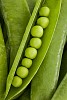 Opened pea pod closeup