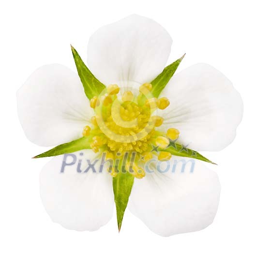 Strawberry flower with a clipping path