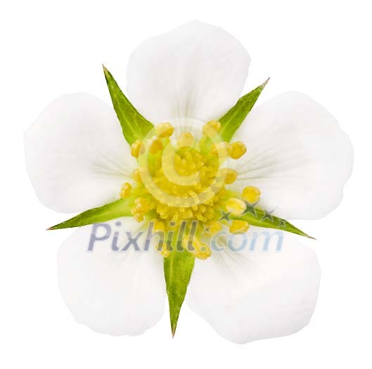 Strawberry flower with a clipping path Strawberry flower with a clipping path