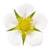 Strawberry flower with a clipping path