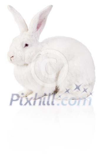 Clipped white rabbit Clipped white rabbit
