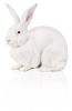 Clipped white rabbit