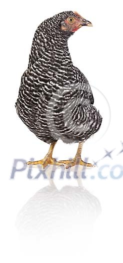 Clipped grey chicken Clipped grey chicken