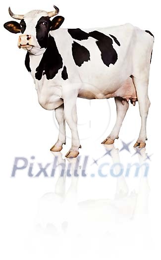 Clipped black and white cow Clipped black and white cow