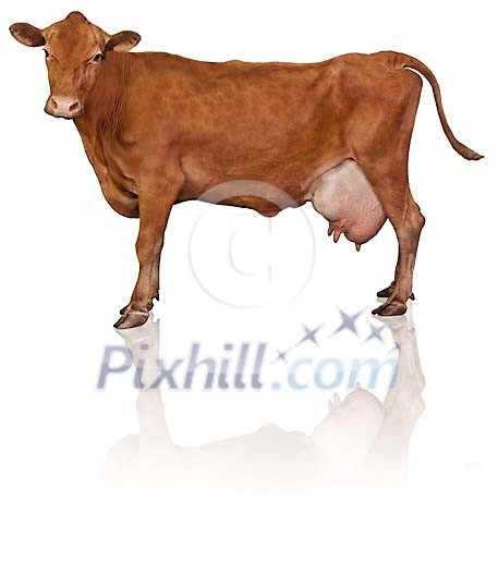 Clipped brown cow