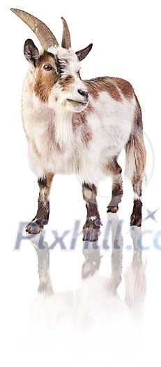 Clipped goat Clipped goat