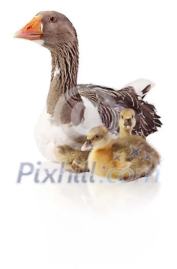 Clipped goose with goslings