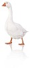 Clipped white goose